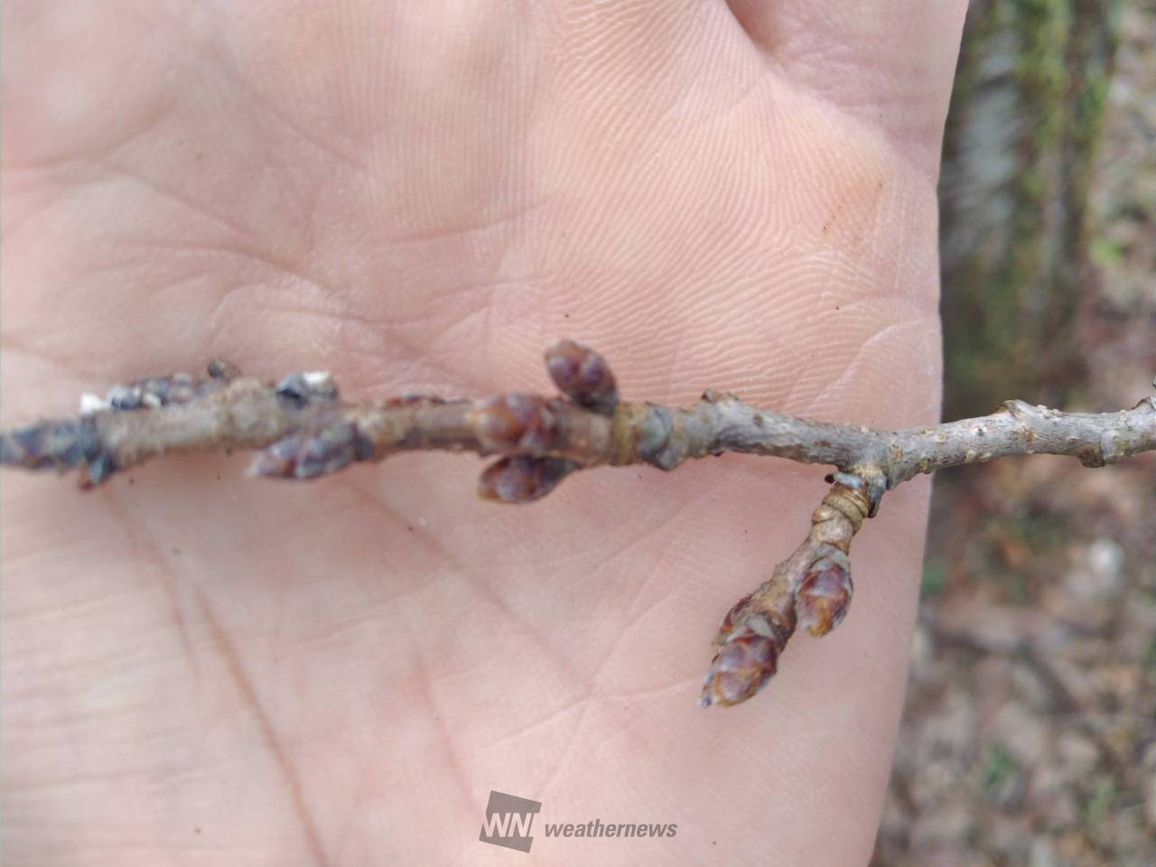 さくプロ初参加は2...