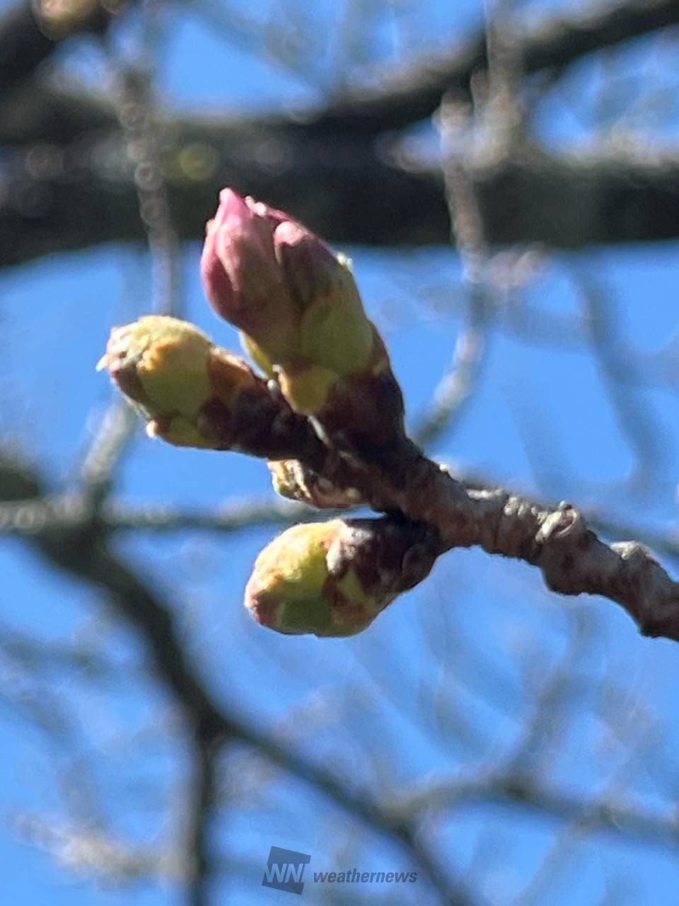桜のつぼみの様子（3/22） 注目の空の写真 ウェザーニュース