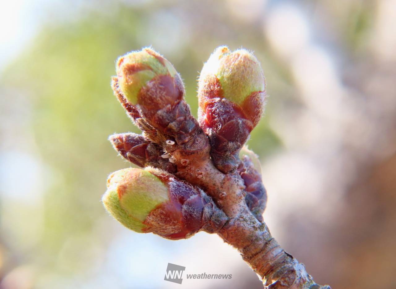 桜のつぼみの様子（3/22） 注目の空の写真 ウェザーニュース