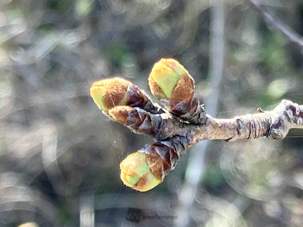 桜のつぼみの様子（3/22） 注目の空の写真 ウェザーニュース