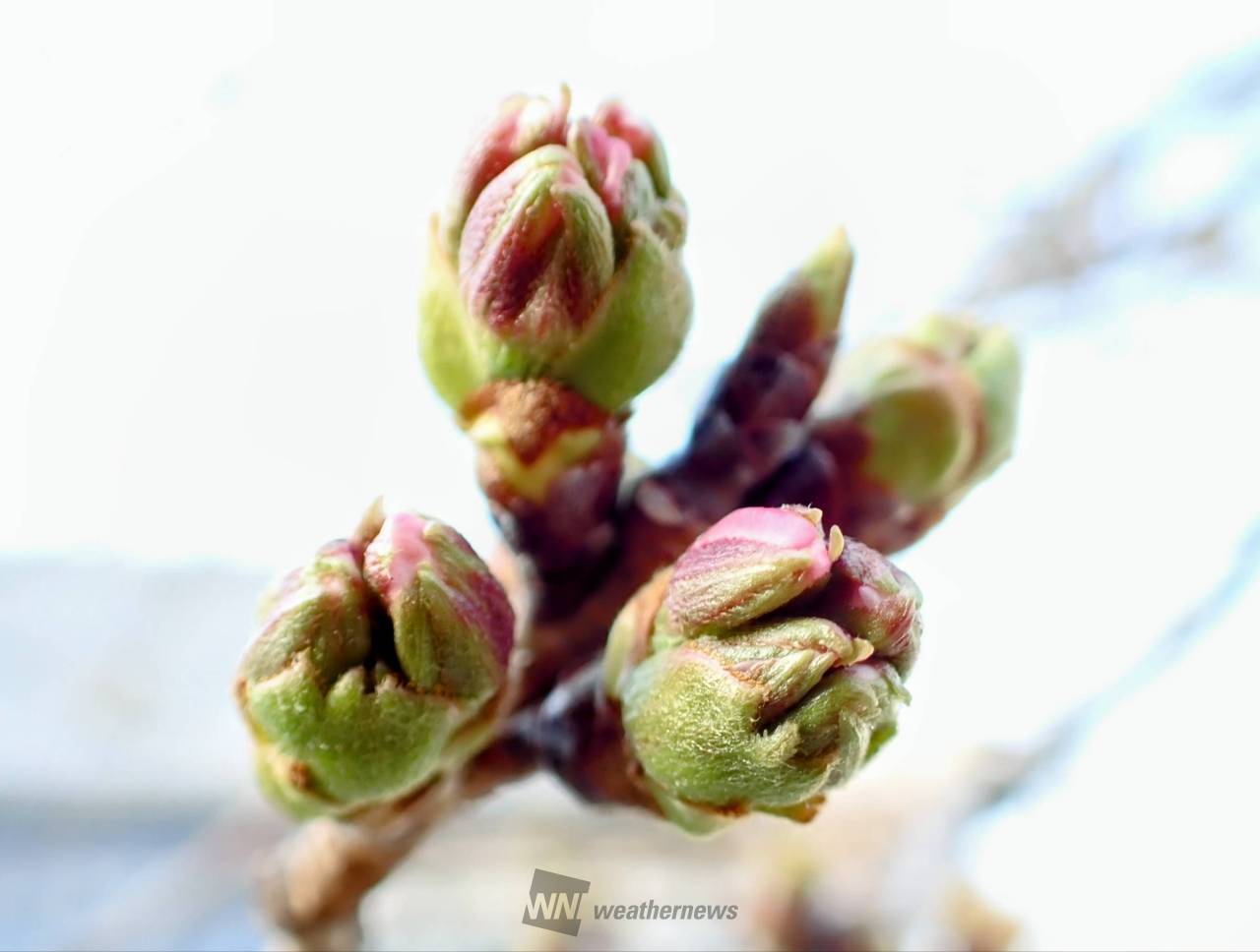 桜のつぼみの様子（3/22） 注目の空の写真 ウェザーニュース