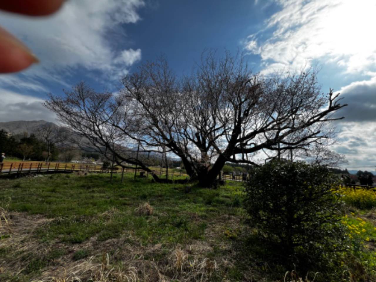 葉桜しか選択肢が無...