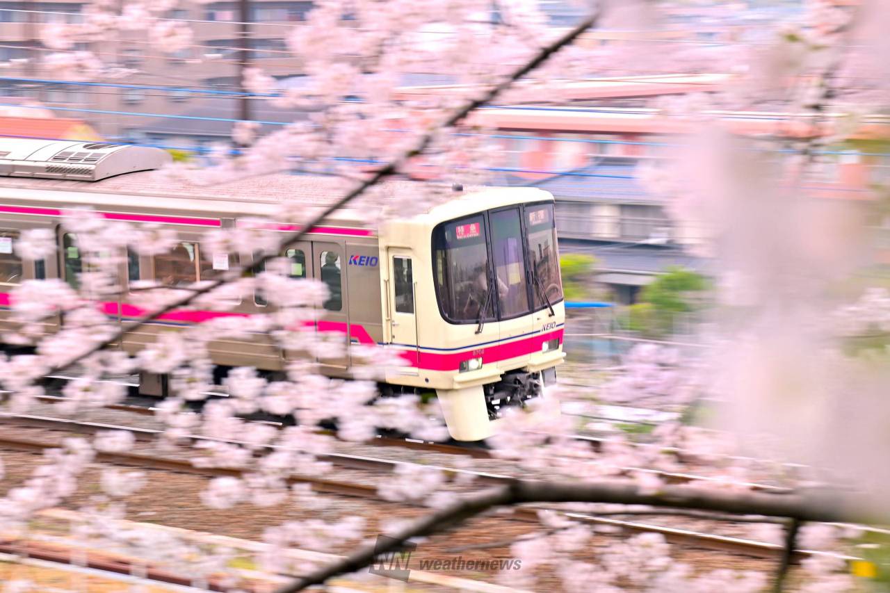 桜の向こう側 注目の空の写真 ウェザーニュース