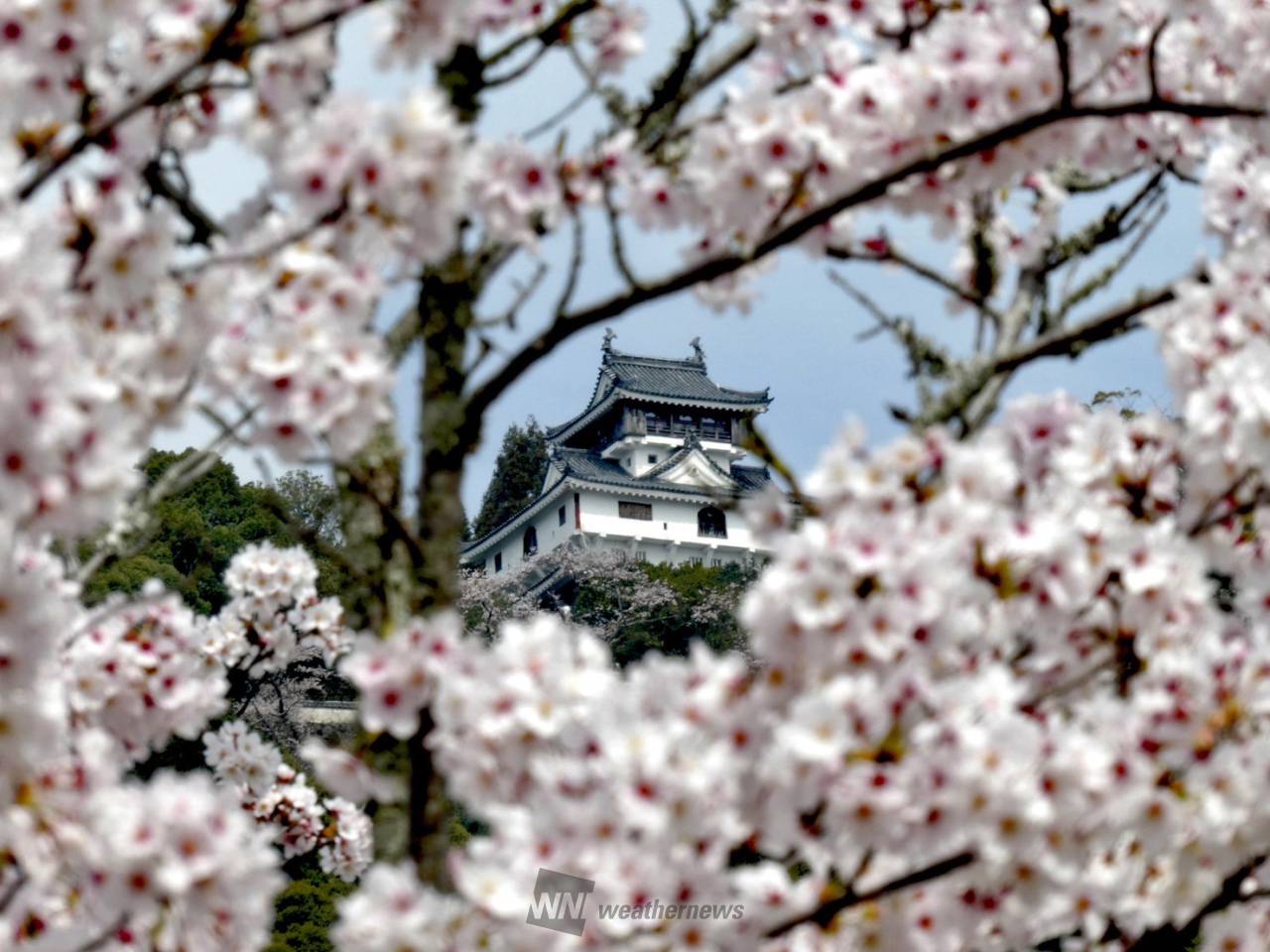 桜の向こう側 注目の空の写真 ウェザーニュース