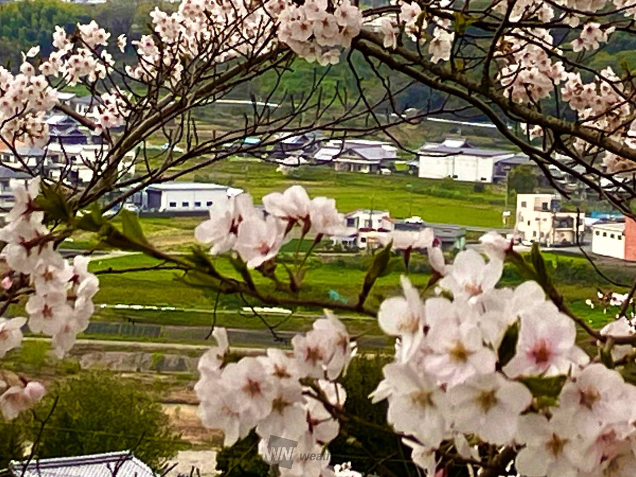 桜の向こう側 注目の空の写真 ウェザーニュース