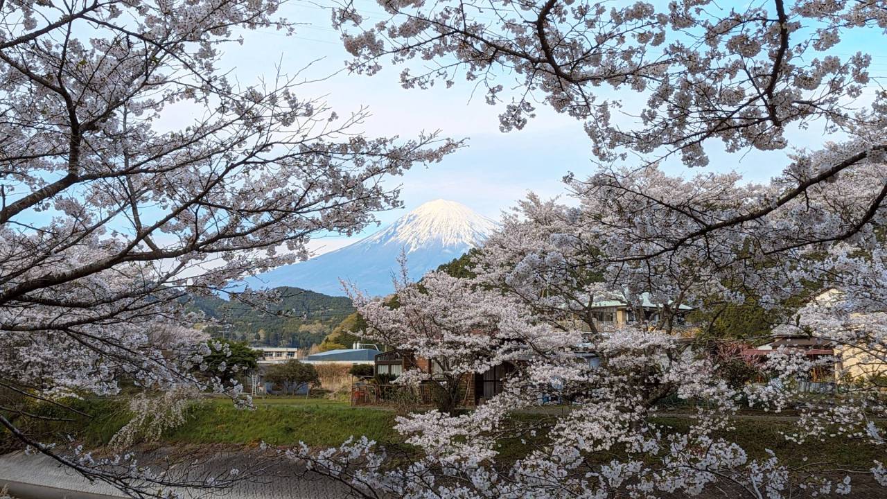 桜の向こう側 注目の空の写真 ウェザーニュース