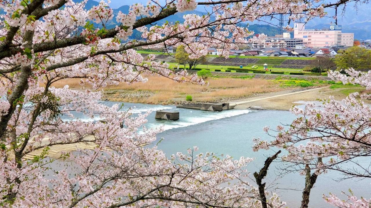 桜の向こう側 注目の空の写真 ウェザーニュース