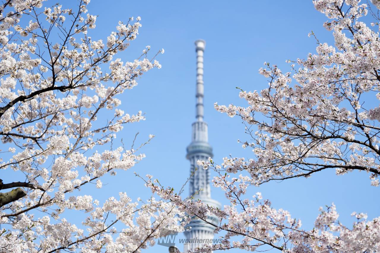 隅田公園にて、スカ...