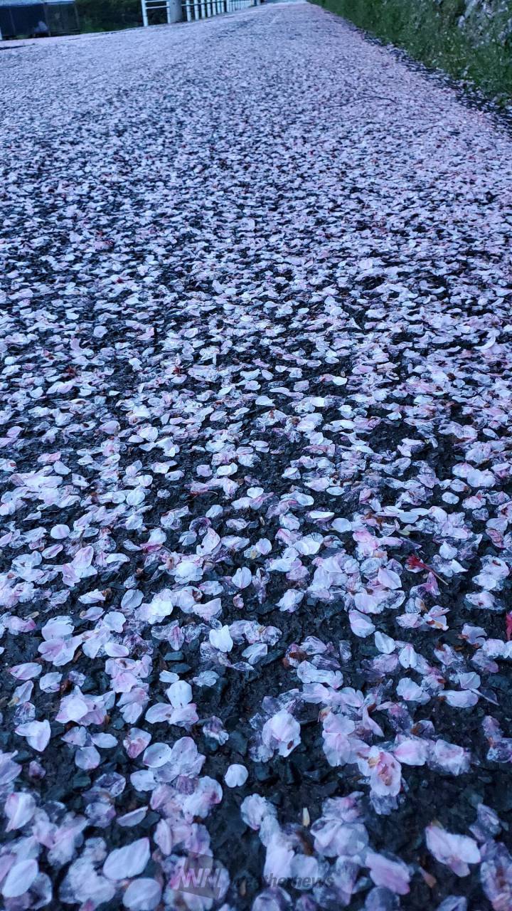 雨風で散った桜の花びら 注目の空の写真 ウェザーニュース