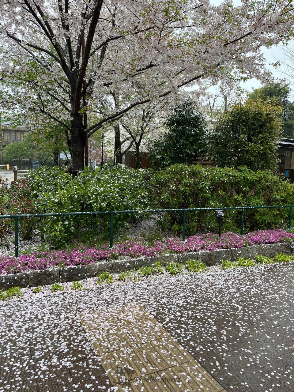 雨風で散った桜の花びら 注目の空の写真 ウェザーニュース