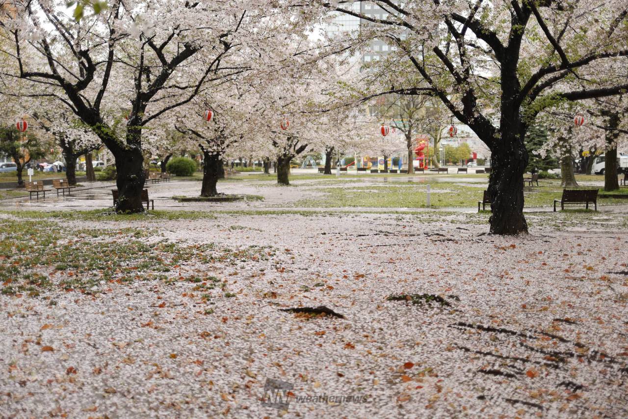 雨風で散った桜の花びら 注目の空の写真 ウェザーニュース