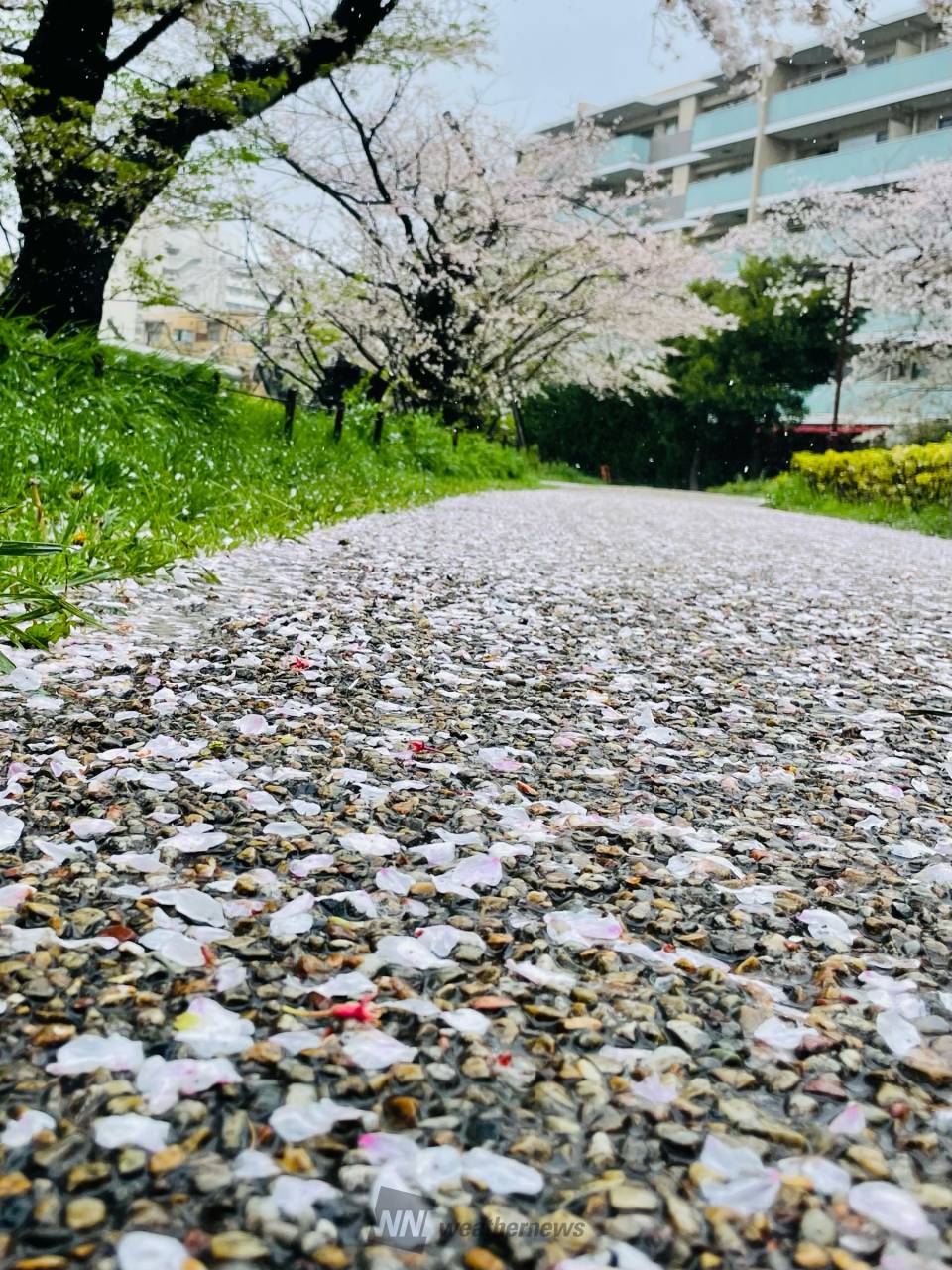 雨風で散った桜の花びら 注目の空の写真 ウェザーニュース