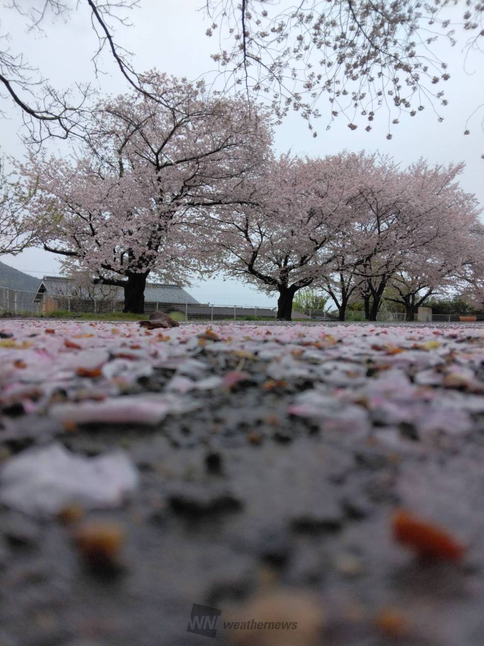 雨風で散った桜の花びら 注目の空の写真 ウェザーニュース