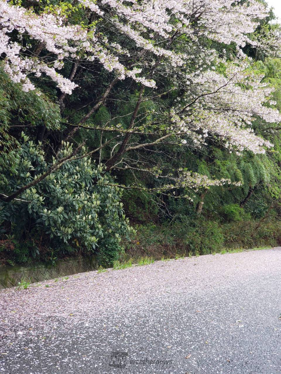雨風で散った桜の花びら 注目の空の写真 ウェザーニュース
