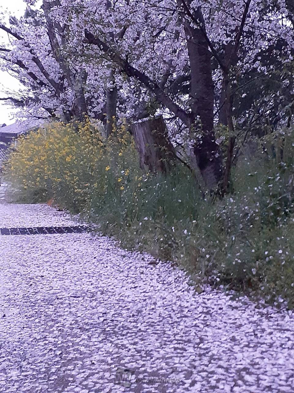 雨風で散った桜の花びら 注目の空の写真 ウェザーニュース
