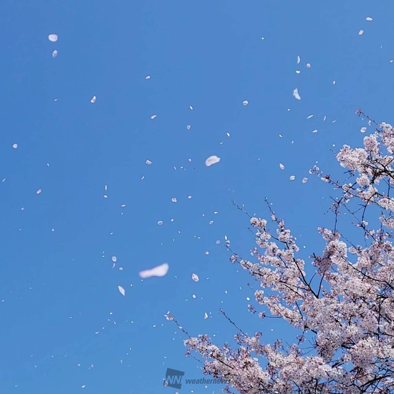 桜 散る 桜 散る