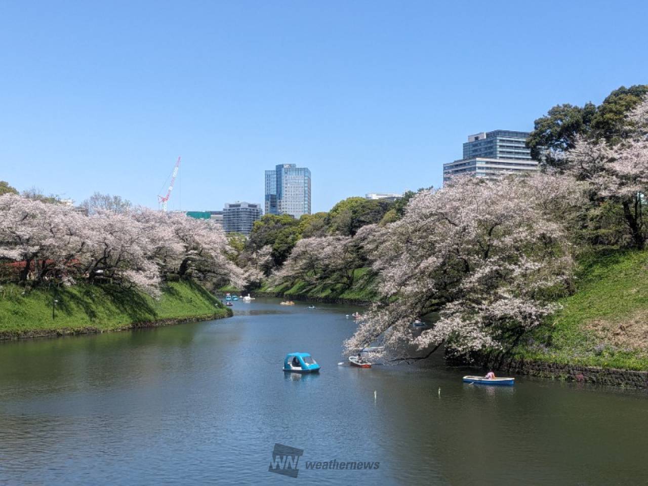 昨日の荒天で葉桜が...