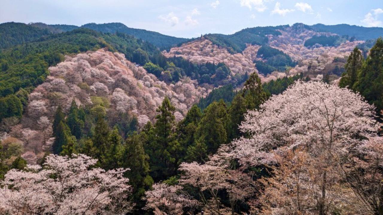 吉水神社から上千本...