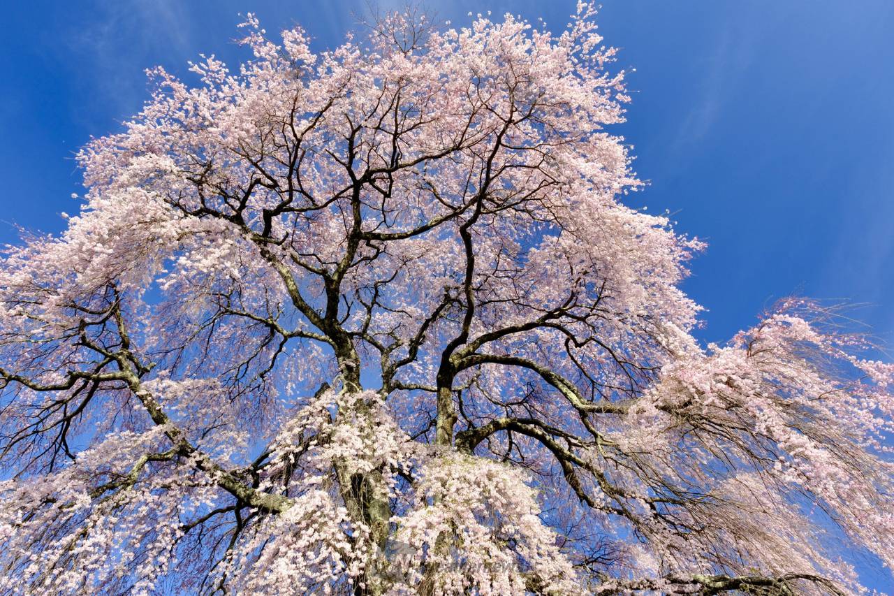 桜のシャワー202...