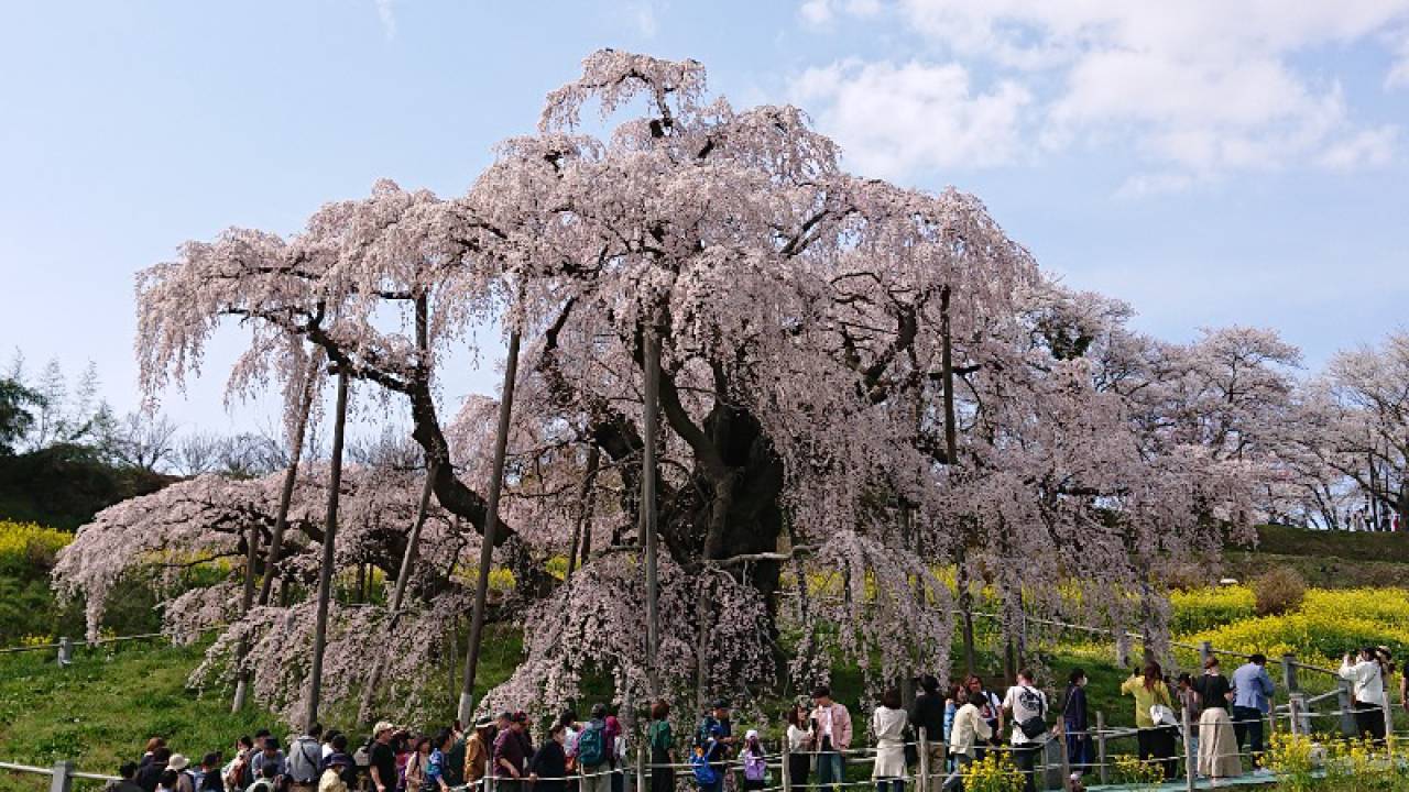 今が見頃ですね。た...