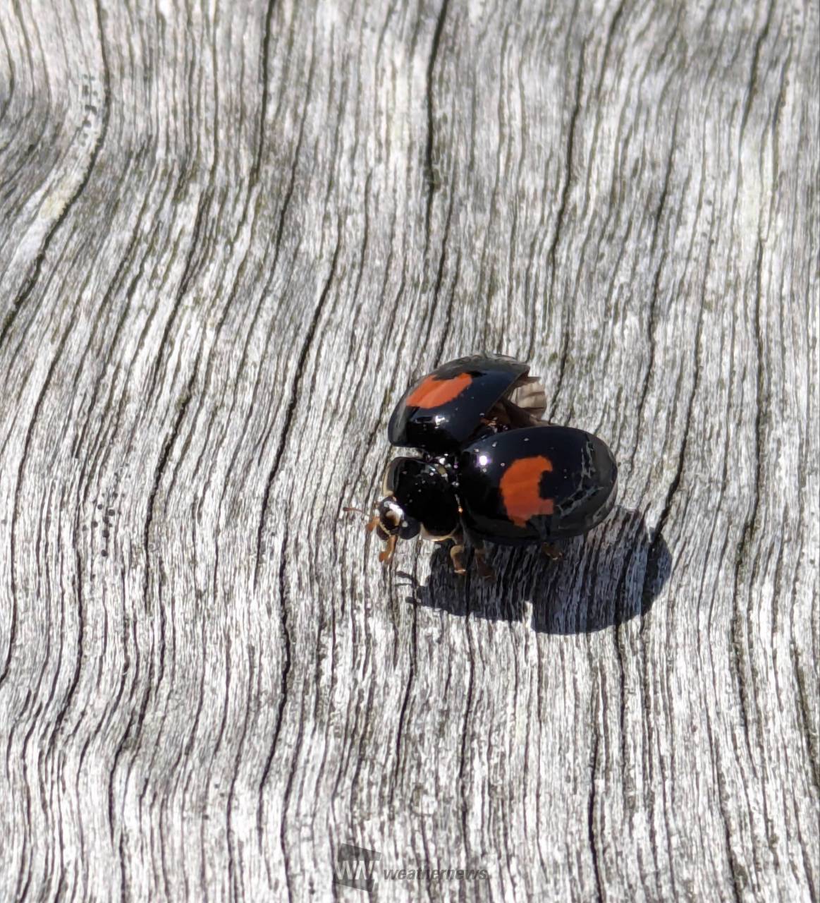 てんとう虫 この黒に赤い星2つはナ | 埼玉県白岡市 | りえ | ウェザー