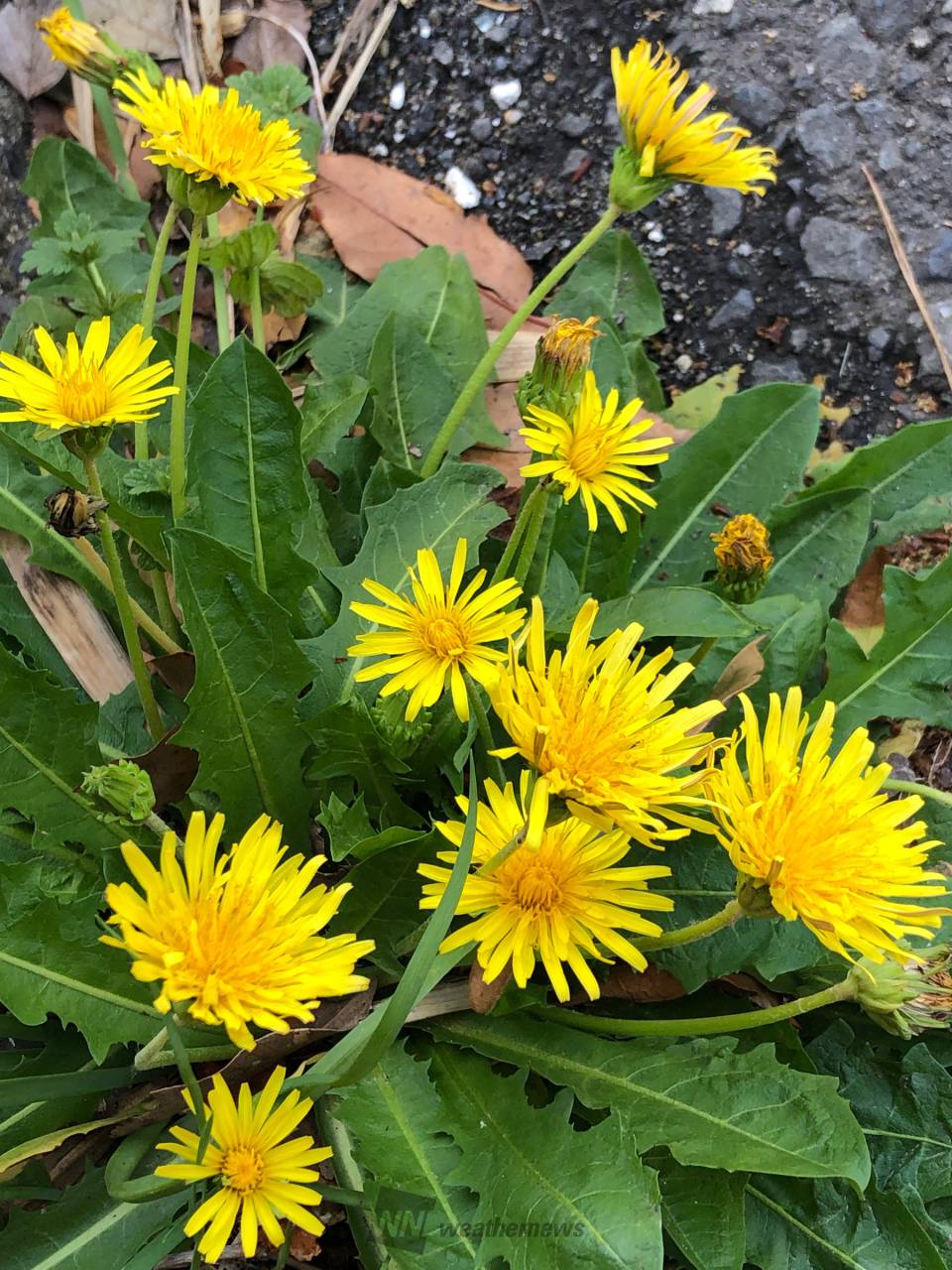 ニホンタンポポを探そう 注目の空の写真 ウェザーニュース