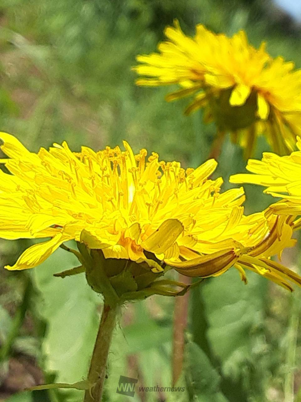 ニホンタンポポを探そう 注目の空の写真 ウェザーニュース