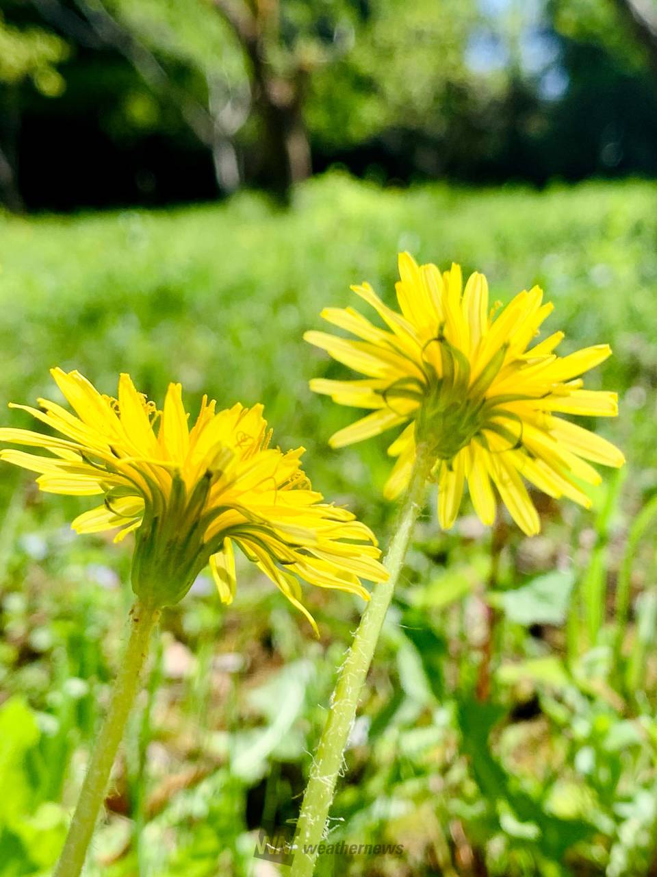 たんたんぽぽ Amazon.co.jp: タンポポ (カラー自然シリーズ 10) : 七尾 純