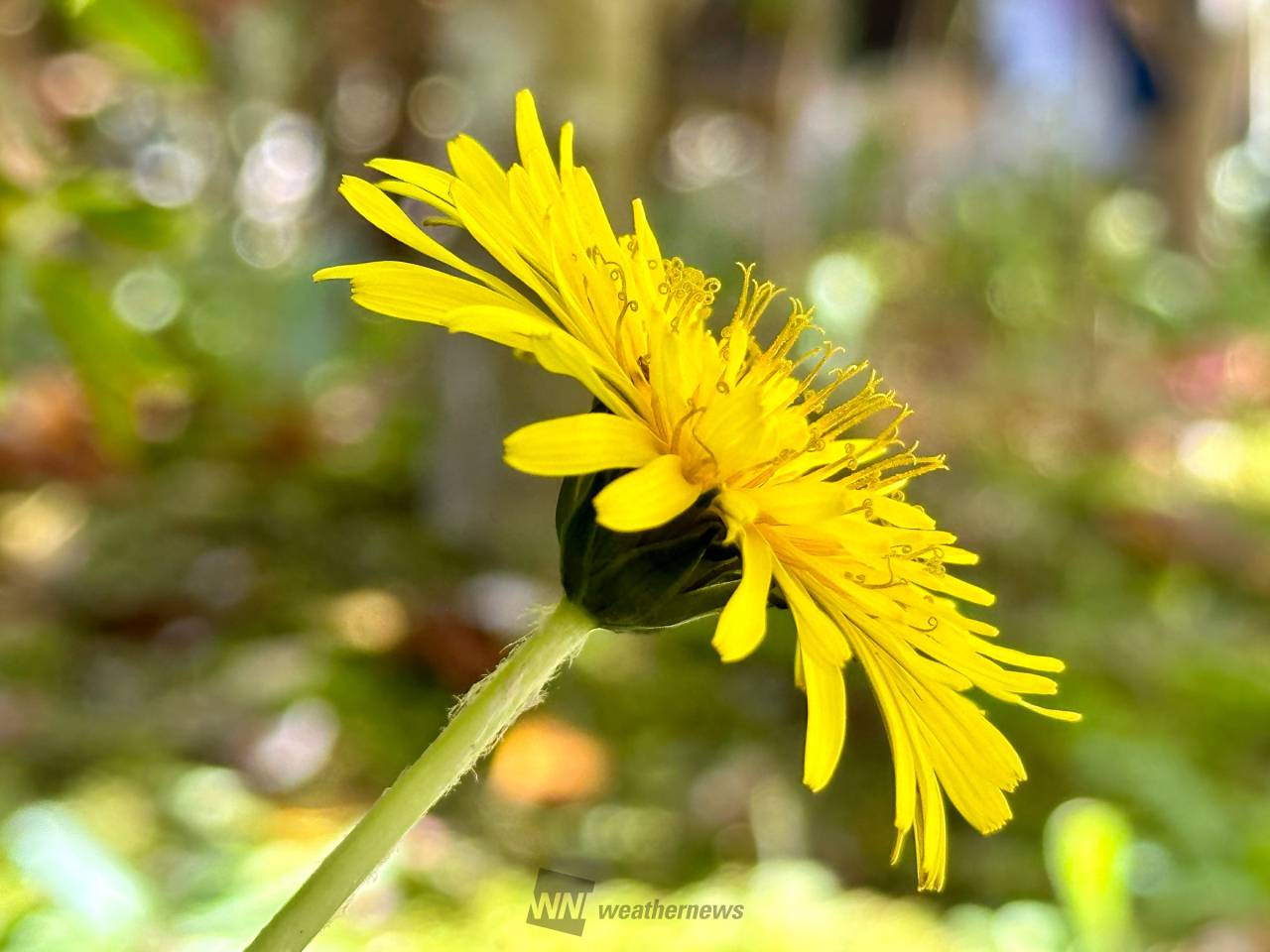 ニホンタンポポを探そう 注目の空の写真 ウェザーニュース