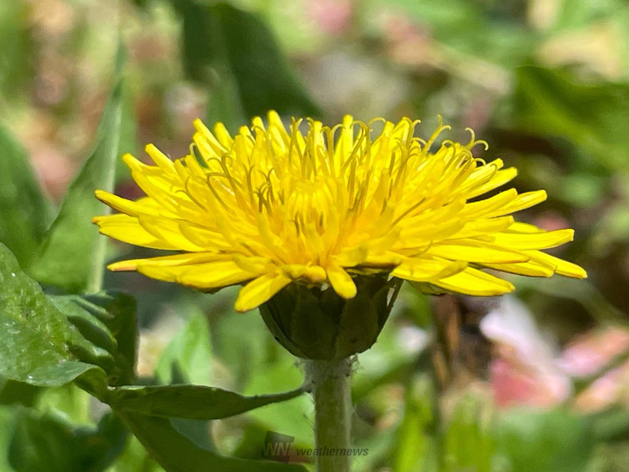 たんぽぽ タンポポ｜おおきくなあれ｜大日本図書