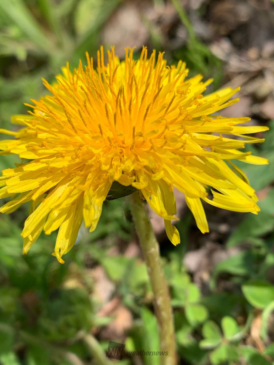 ニホンタンポポを探そう 注目の空の写真 ウェザーニュース