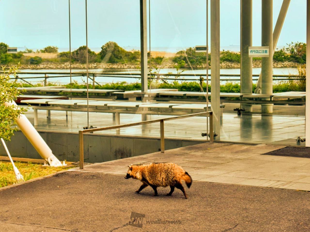 本日の東京湾岸夕暮れタヌキさん🦝18時 | 東京都江戸川区 | ぎた～ふぐ