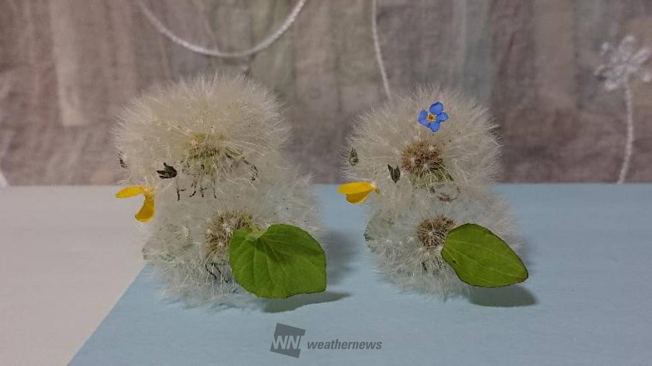 タンポポの綿毛でアート 注目の空の写真 ウェザーニュース