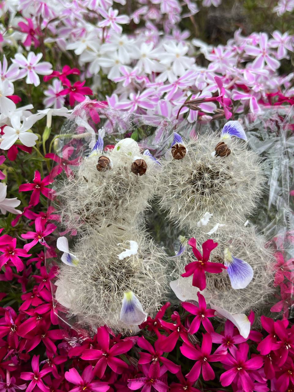 タンポポの綿毛でアート 注目の空の写真 ウェザーニュース