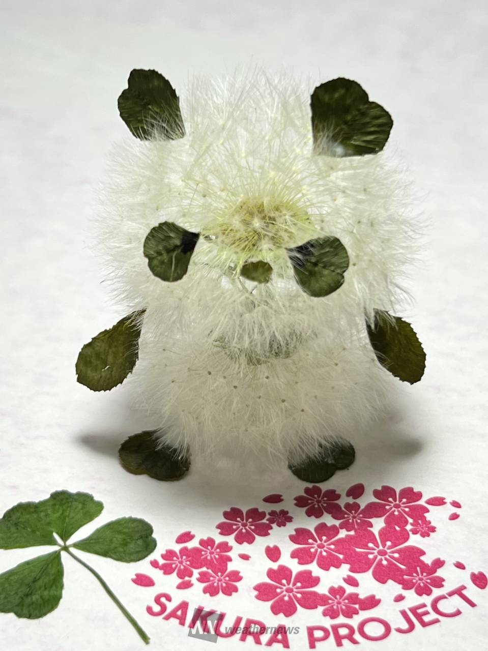 タンポポの綿毛でアート 注目の空の写真 ウェザーニュース