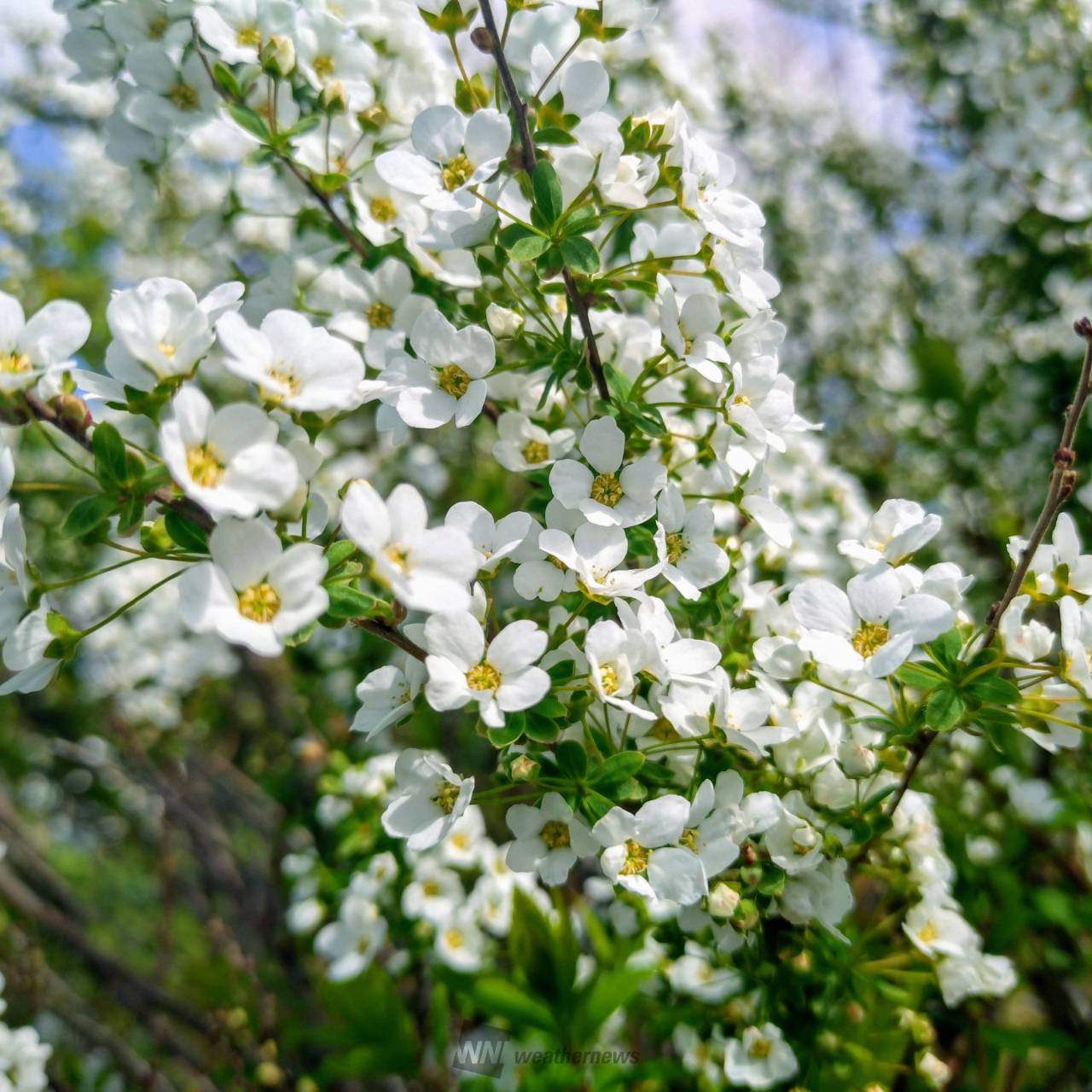 白い花を見つけよう 注目の空の写真 ウェザーニュース