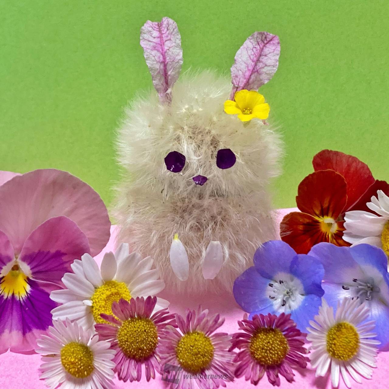 タンポポの綿毛でアート 注目の空の写真 ウェザーニュース