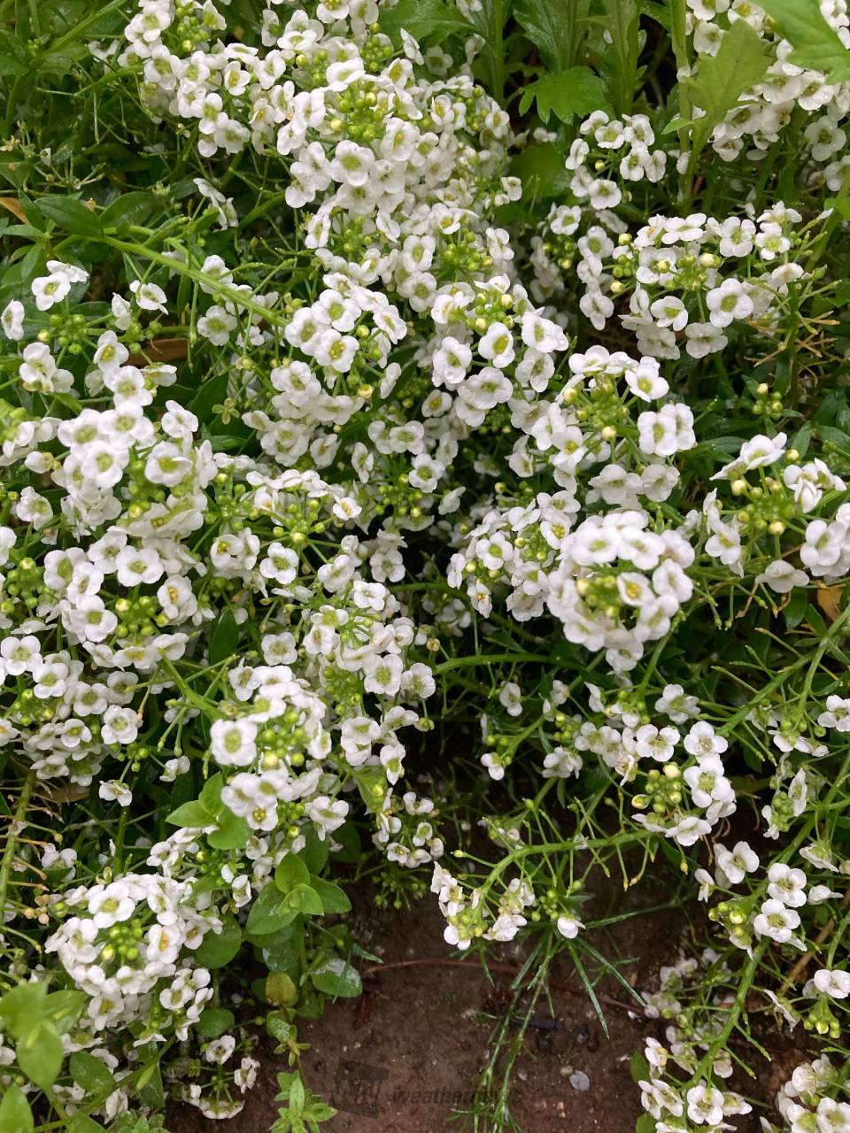 白い花を見つけよう 注目の空の写真 ウェザーニュース