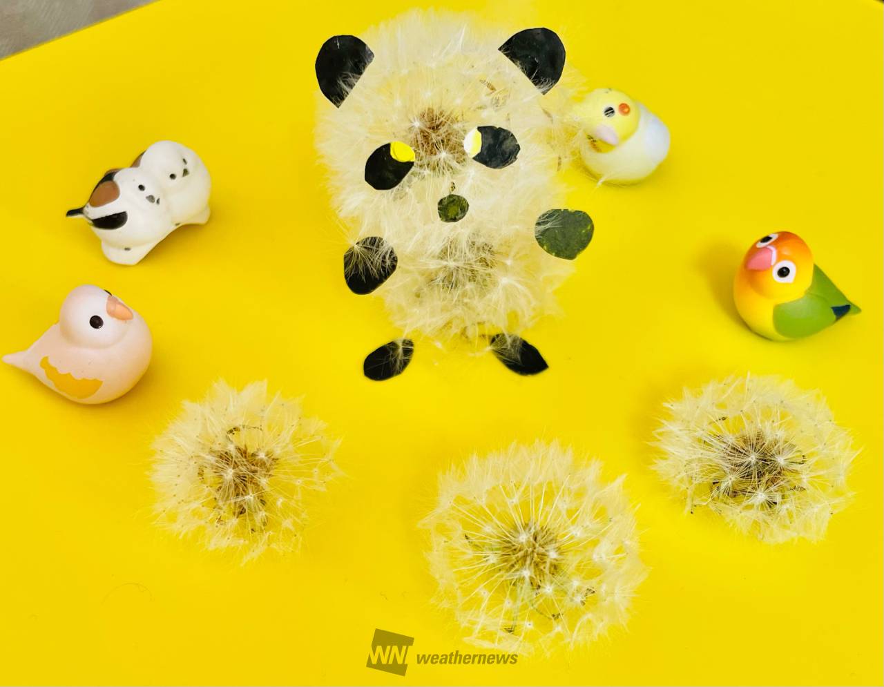 タンポポの綿毛でアート 注目の空の写真 ウェザーニュース