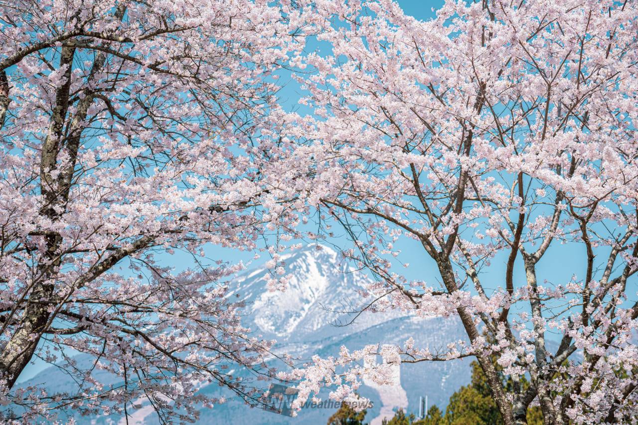 こんばんは桜前線...