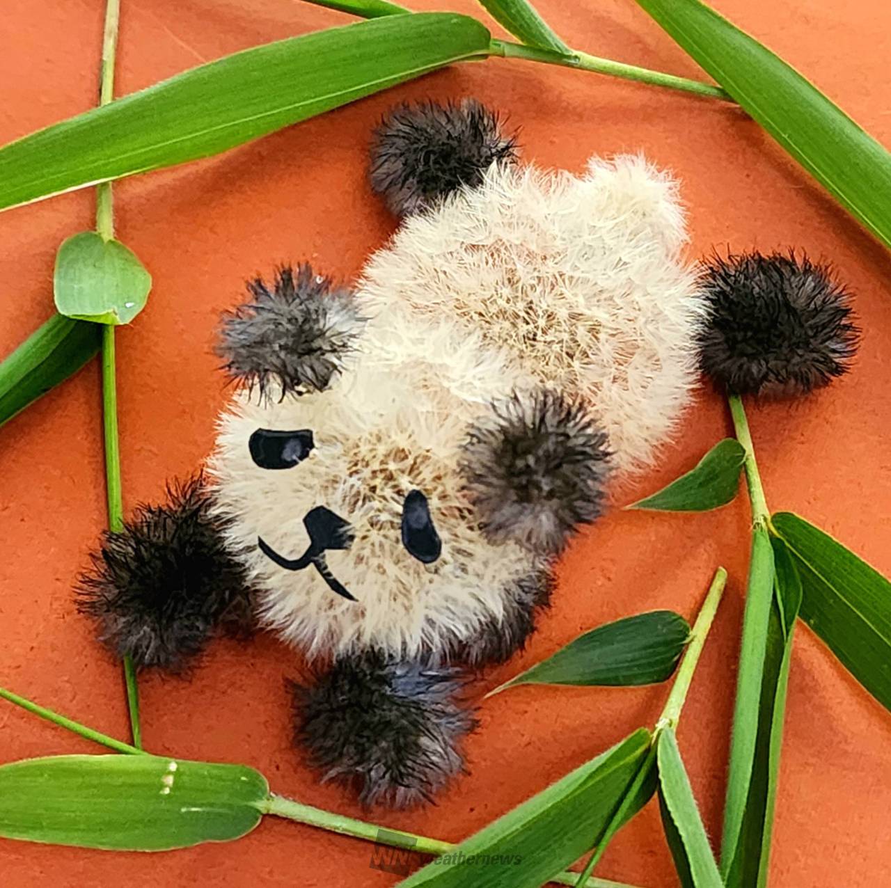 タンポポの綿毛でアート 注目の空の写真 ウェザーニュース