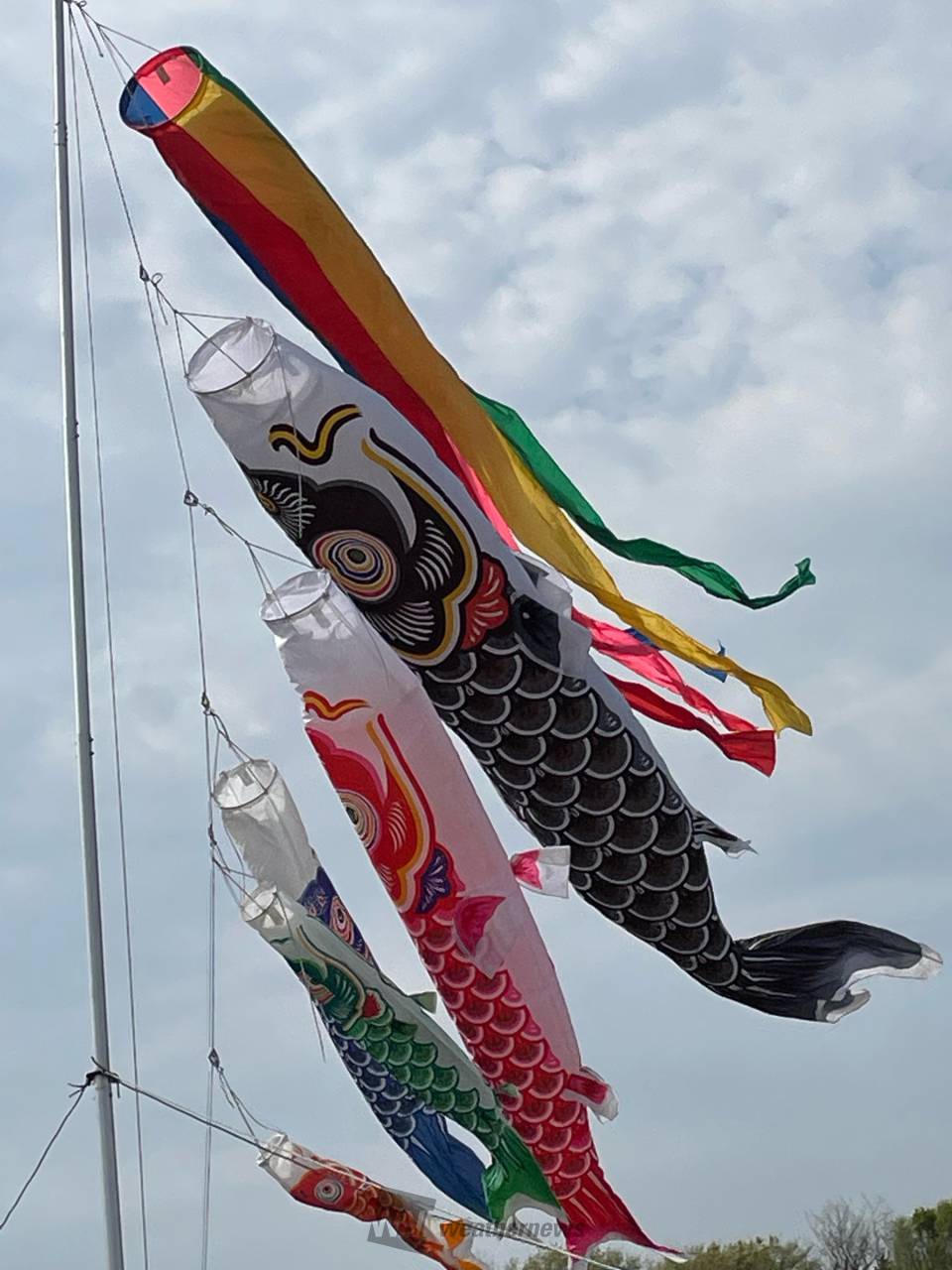 大空を泳ぐこいのぼり🎏 注目の空の写真 ウェザーニュース