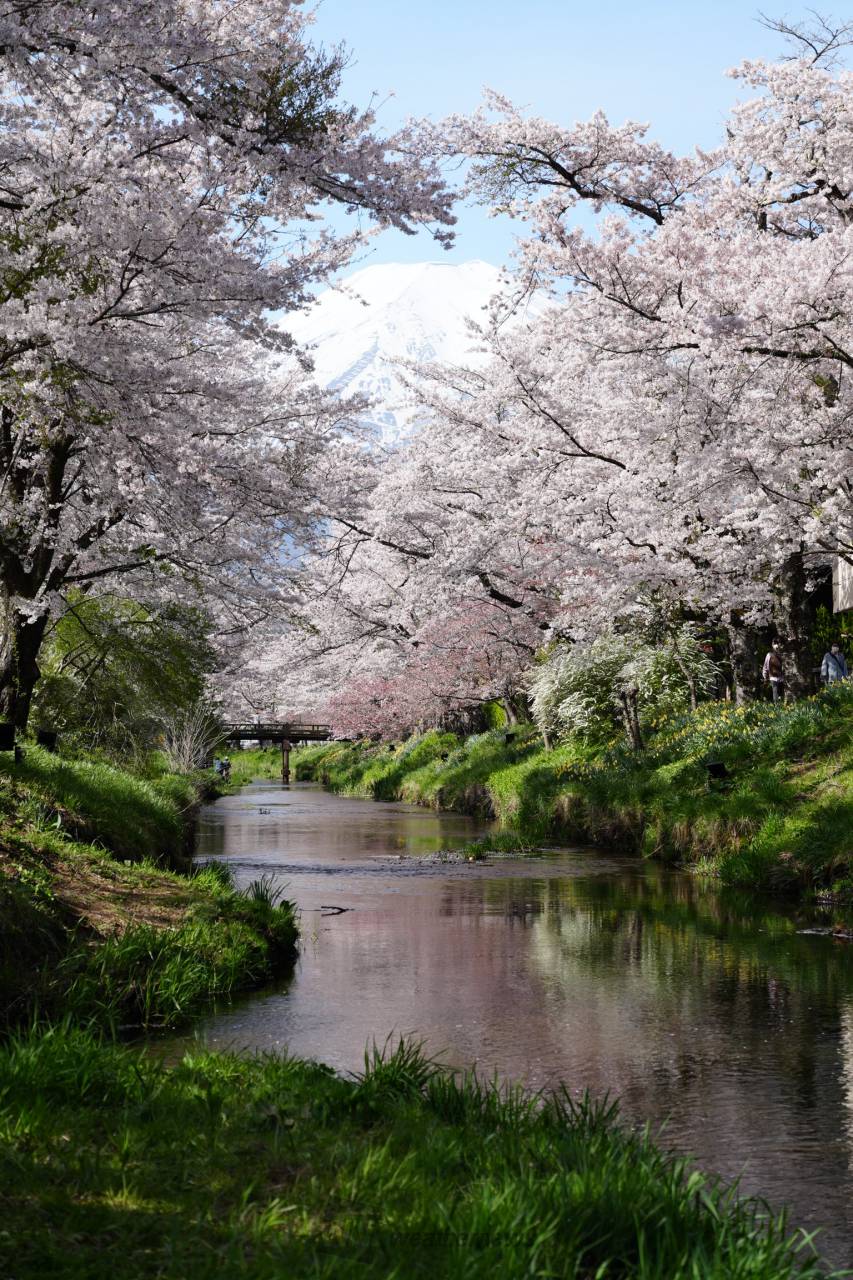 【桜花風景図】山田秋衛 998 屋形船 花見 掛け軸　肉筆 お花見リポート写真集🌸 注目の空の写真 ウェザーニュース