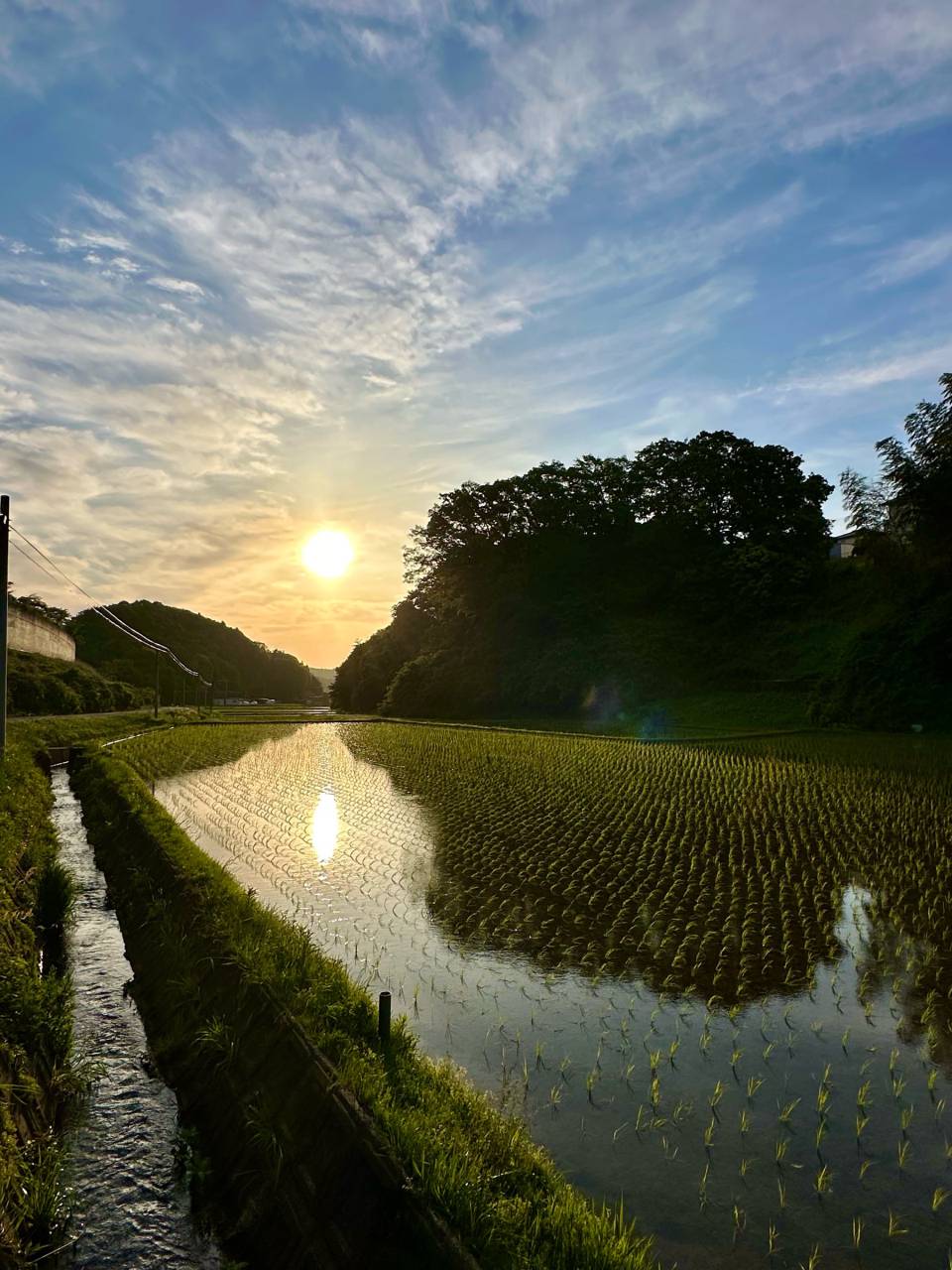 水田に映る景色 注目の空の写真 ウェザーニュース
