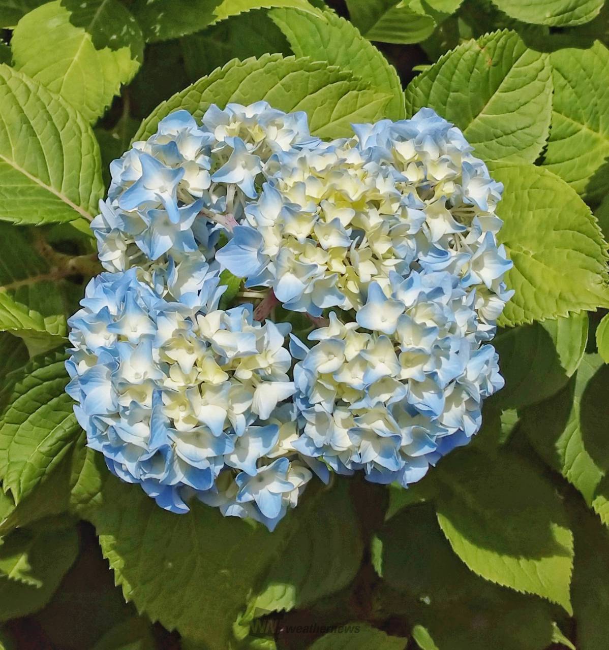 あじさいが順調に生長中♪ 注目の空の写真 ウェザーニュース