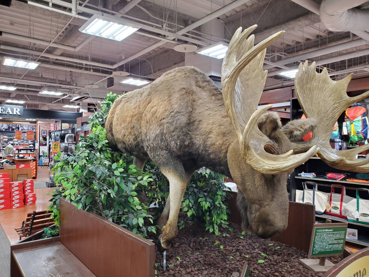 ヘラジカ 剥製 ヘラジカ 剥製 moose【公式通販】