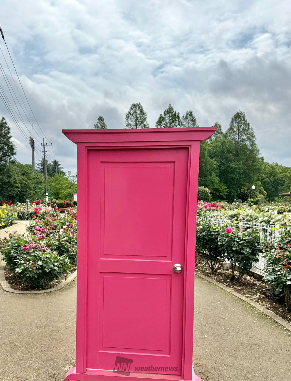 曇り空の伊奈のバラ園で、どこでもドア発見 | 埼玉県北足立郡伊奈町