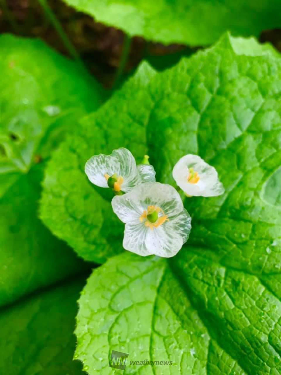幻想的な透明の花 注目の空の写真 ウェザーニュース