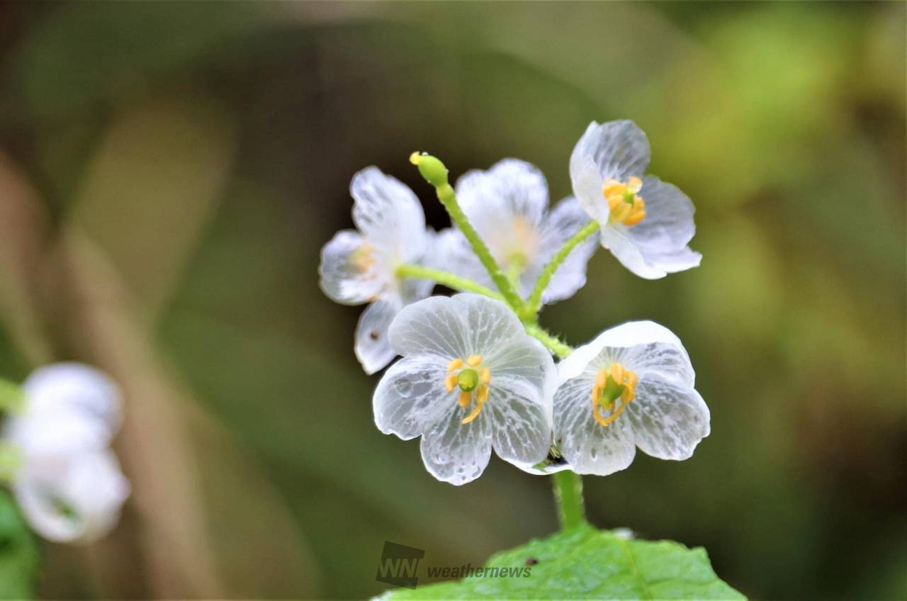 幻想的な透明の花 注目の空の写真 ウェザーニュース