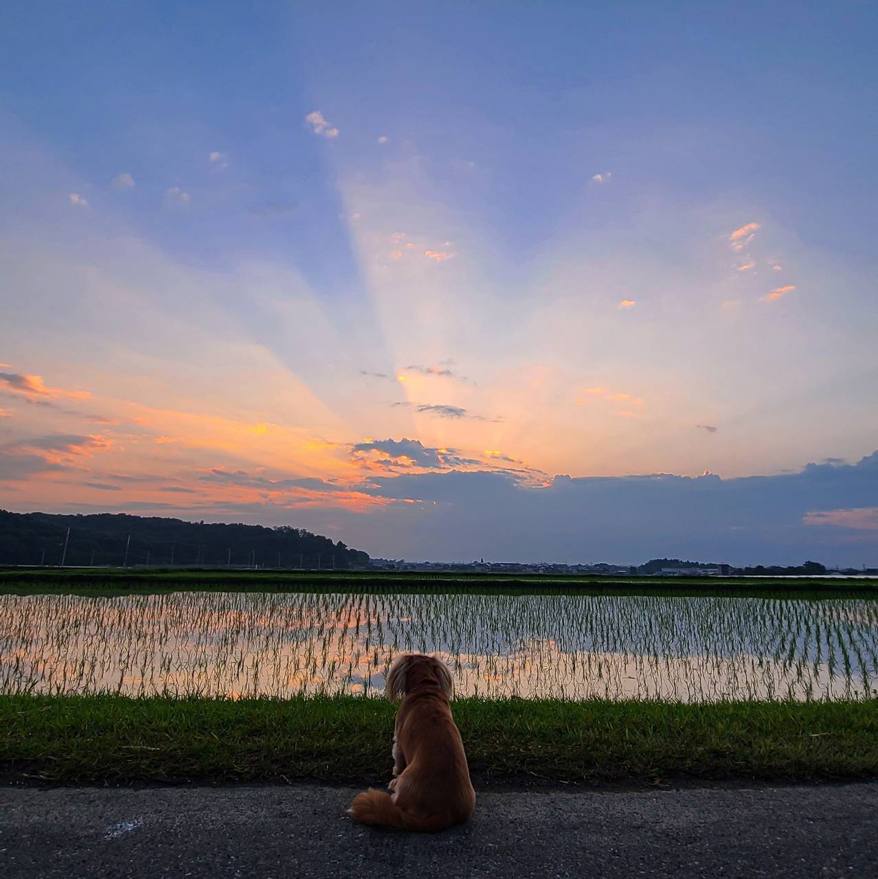 今日の朝日・朝焼け🌅 注目の空の写真 ウェザーニュース